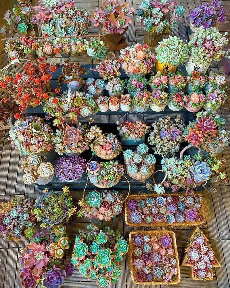 Succulents