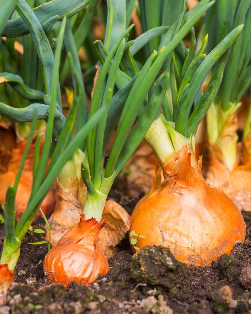 Onions And Beans