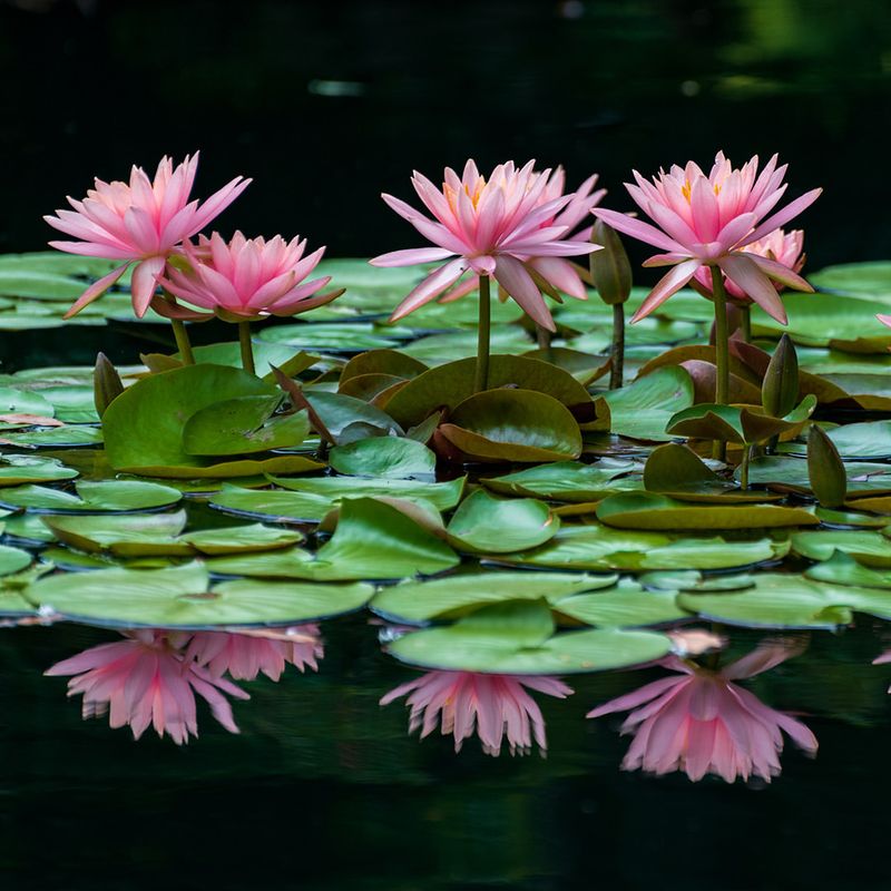 Water Lilies: Monet's Floating Garden