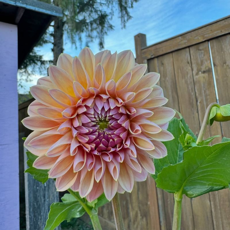Dahlias in Full Glory