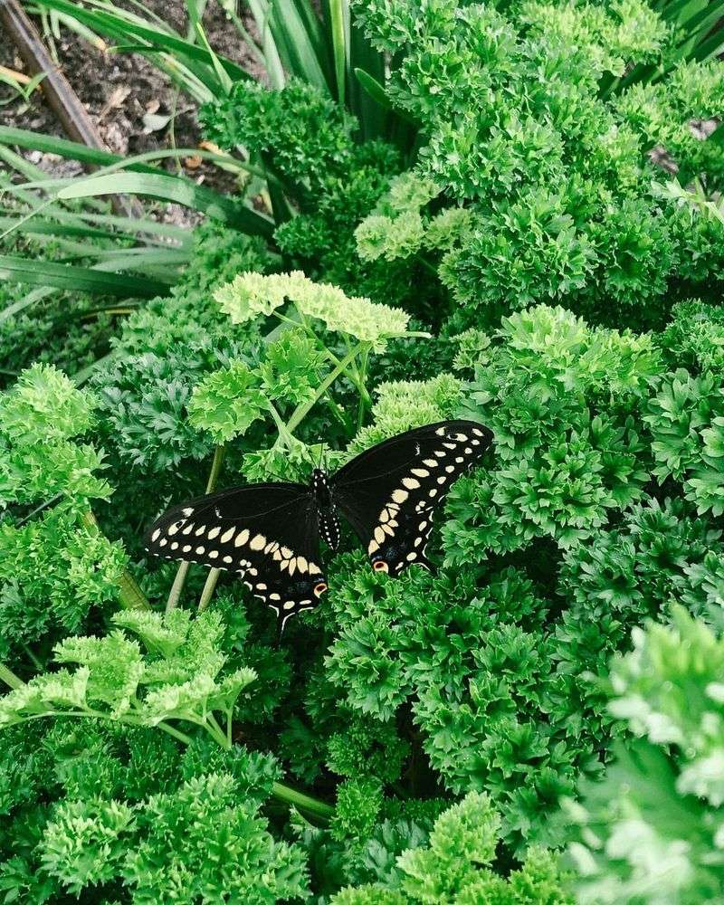 Parsley