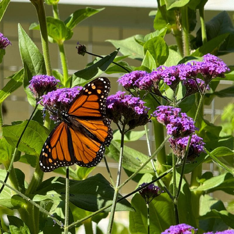 Pollinator Pathways Boost Yields