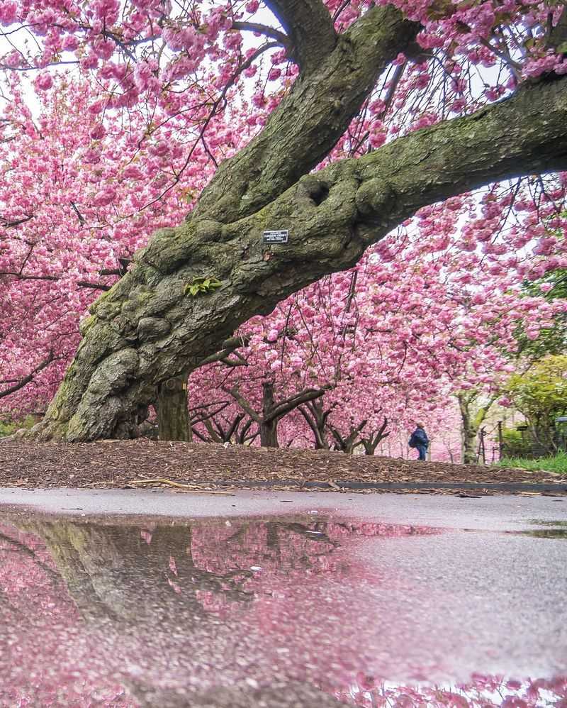 Cherry Blossom Afterglow
