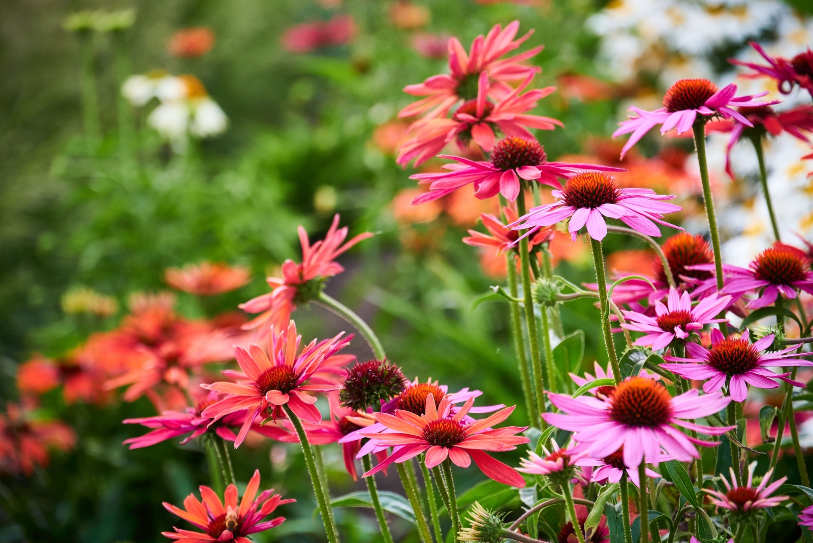Coneflower