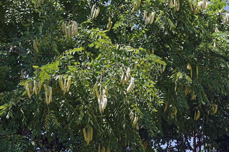 Majestic Kentucky Coffeetree Stands Tall
