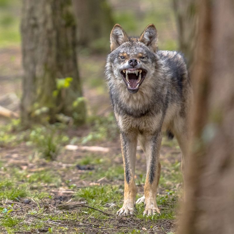 Contact Wildlife Officials If Coyotes Seem Aggressive
