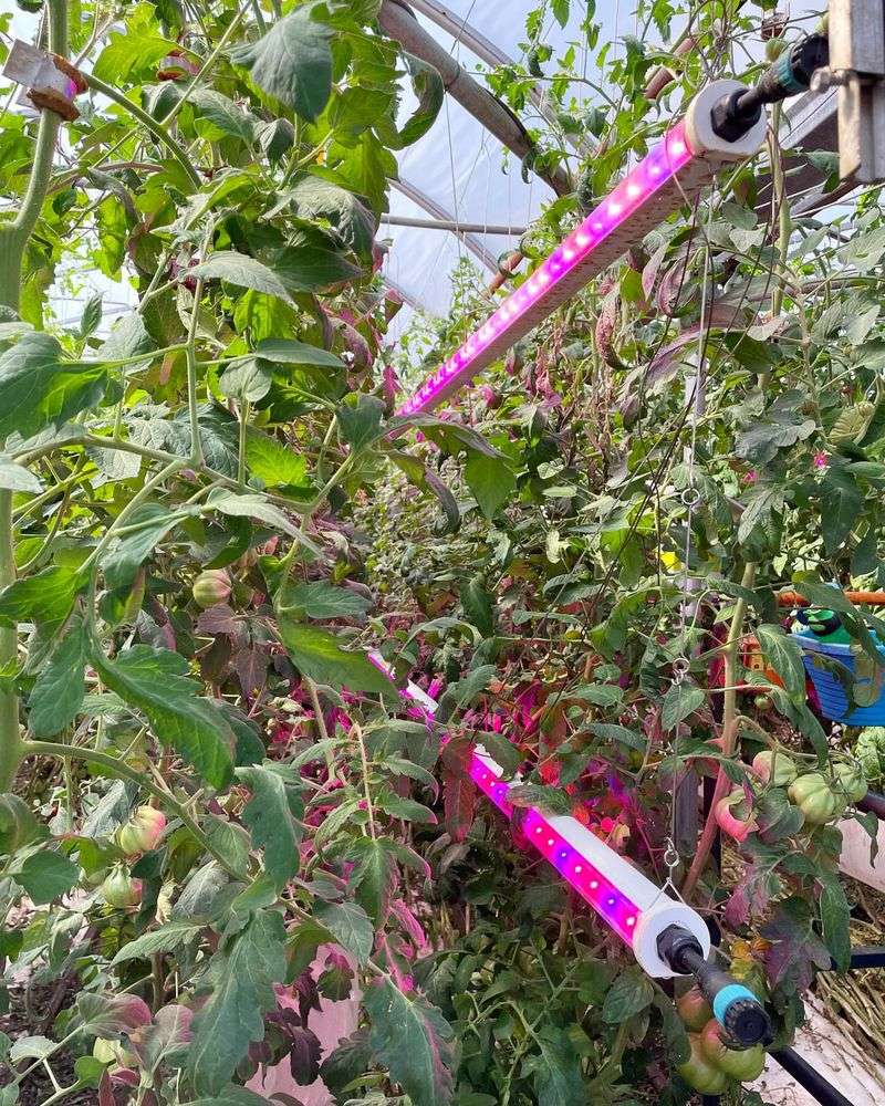Rotate Plants Regularly