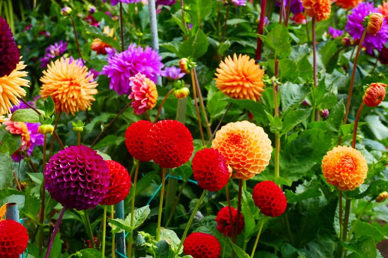 Point Reyes Station's Fog-Loving Dahlia Displays