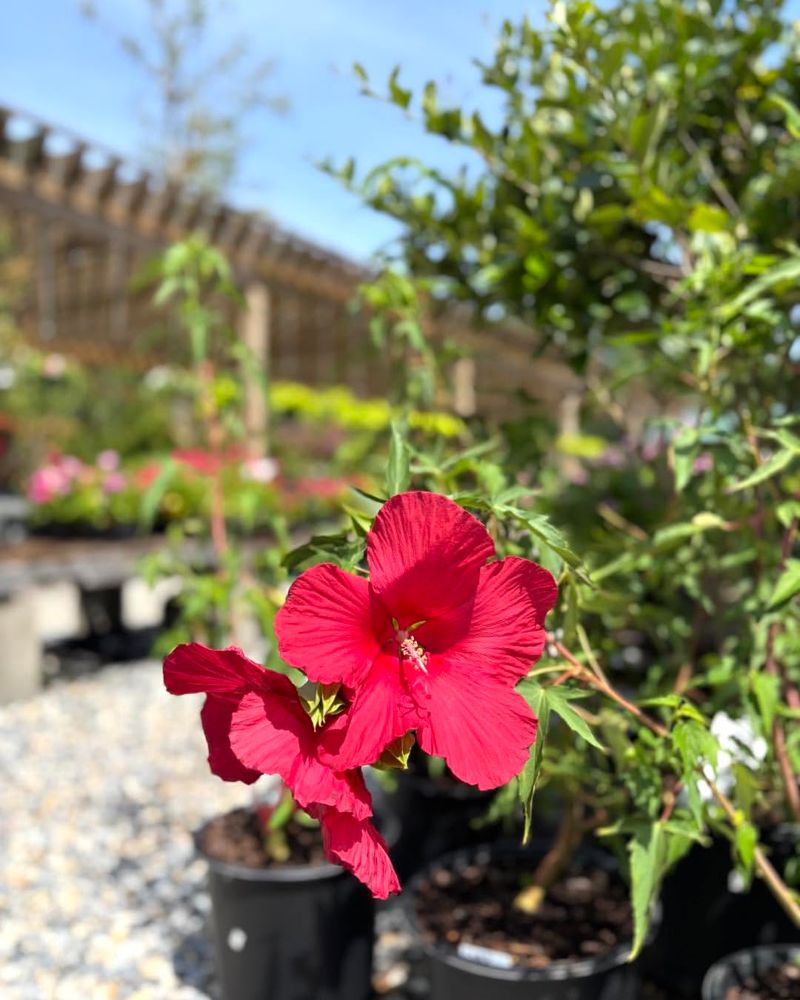 Lord Baltimore Hibiscus