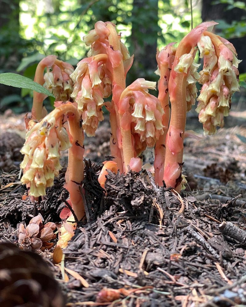Pinesap (Monotropa hypopitys)