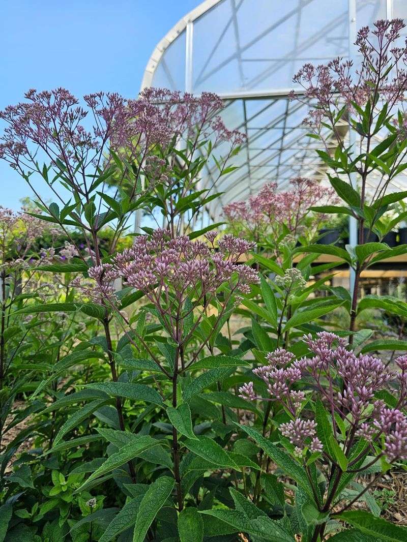 Joe-Pye Weed