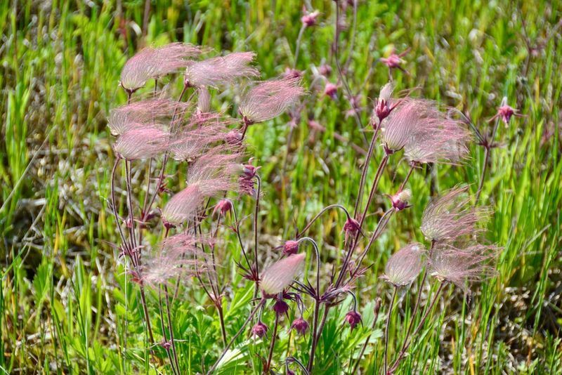 Prairie Smoke