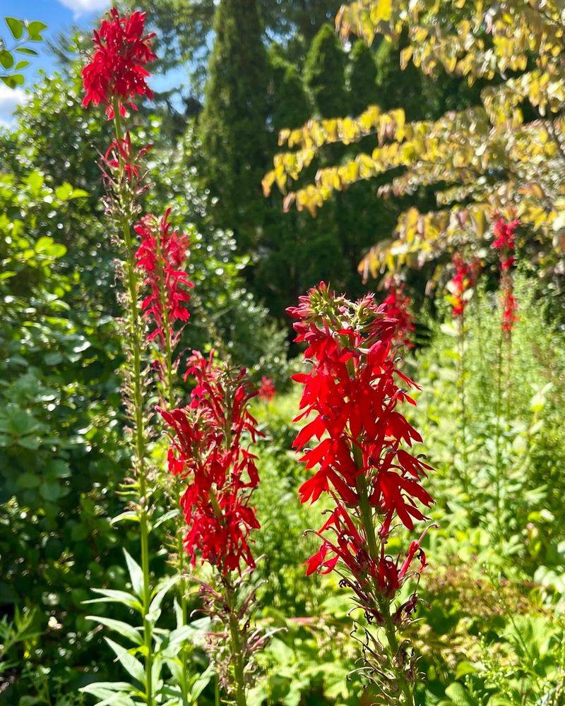 Cardinal Flower (Lobelia cardinalis)