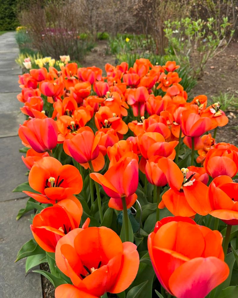 Fall Bulb Bulk Buying