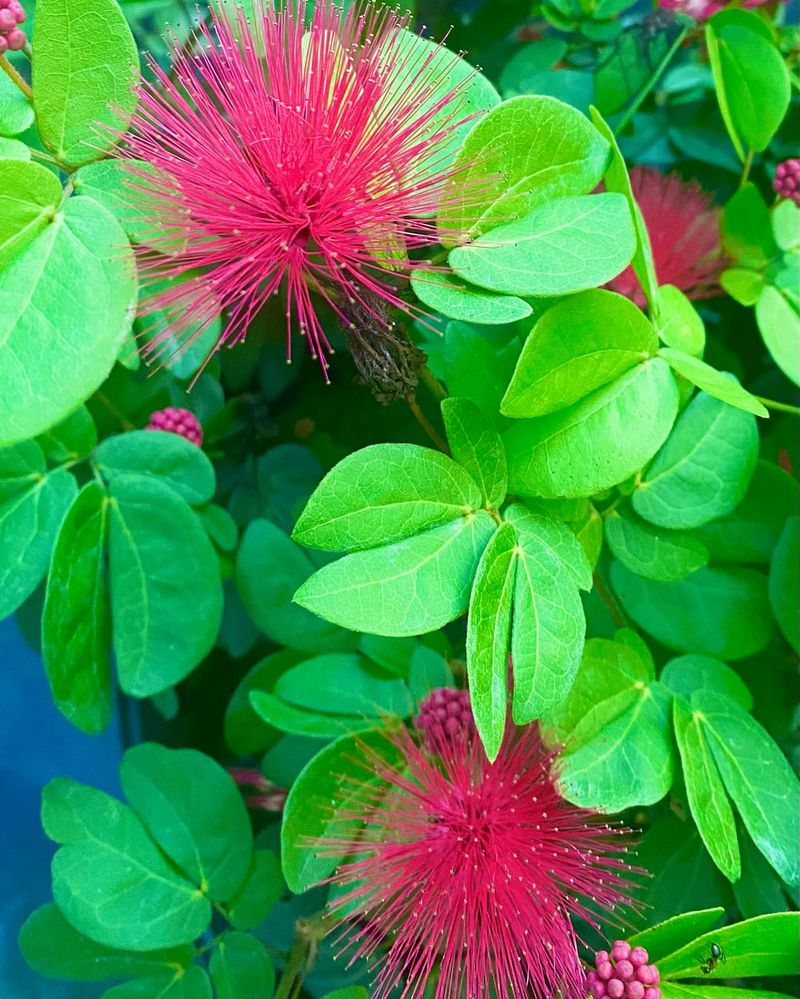 Dwarf Powder Puff (Calliandra emarginata)