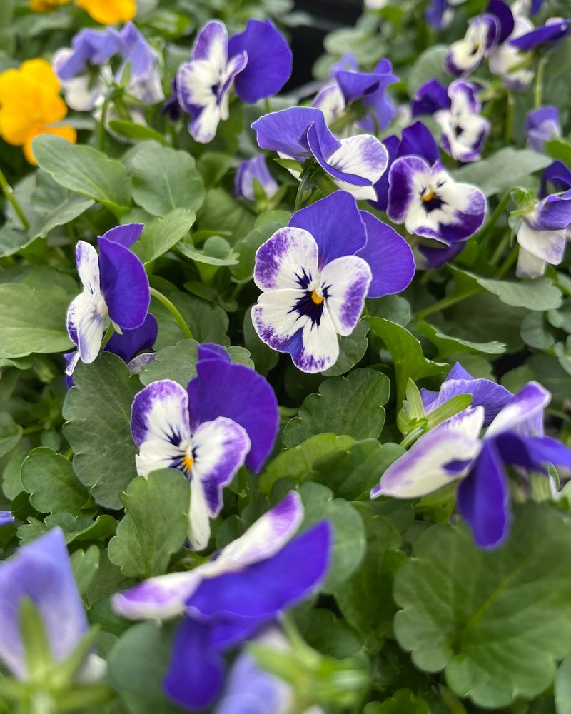 Pansies And Violas: Winter Workhorses