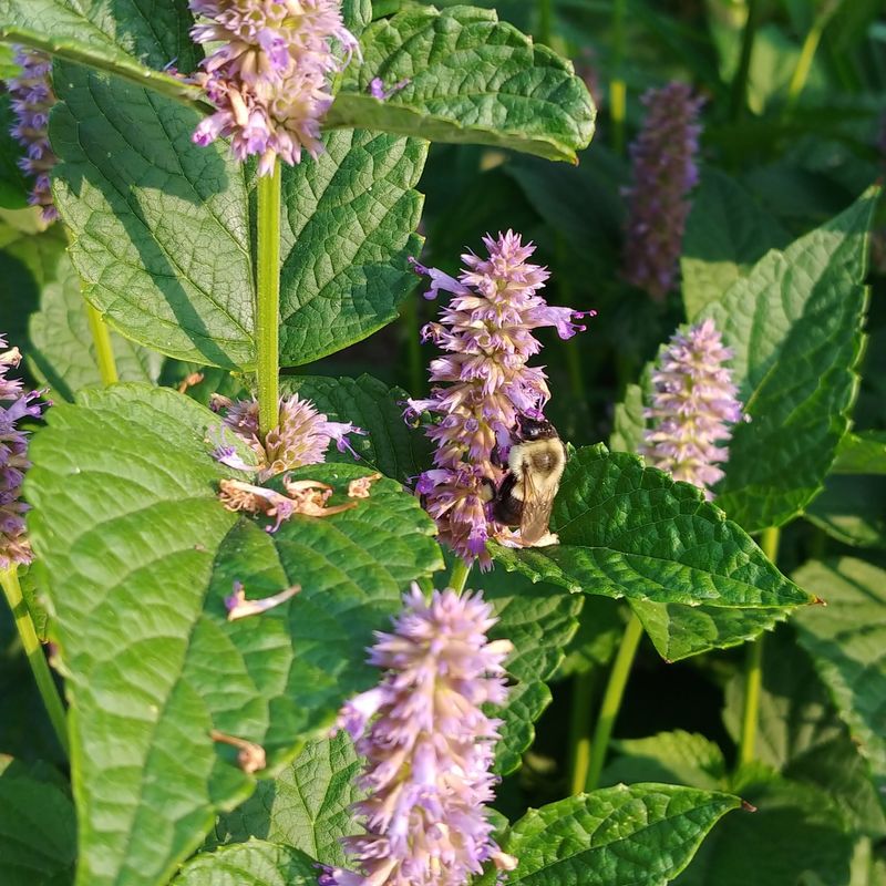Anise Hyssop - Licorice-Scented Lure
