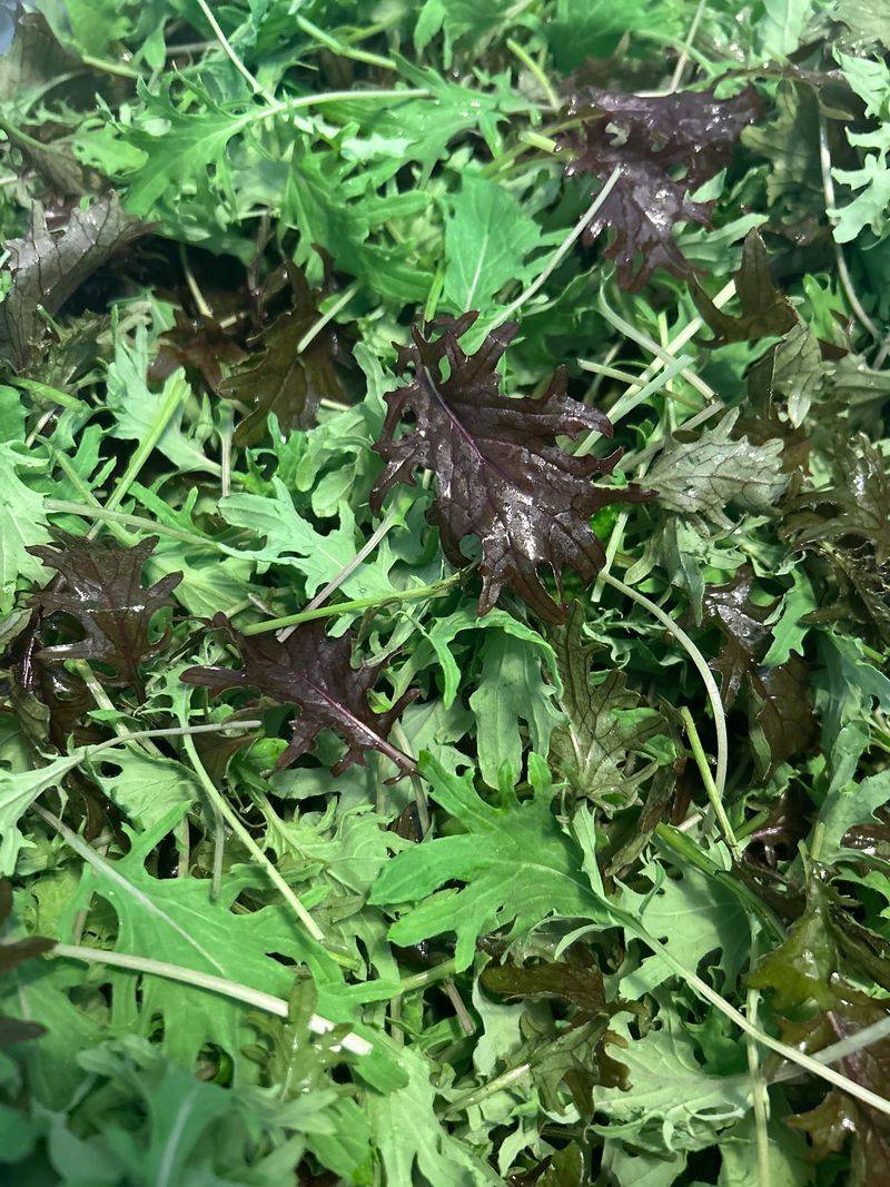 Baby Kale
