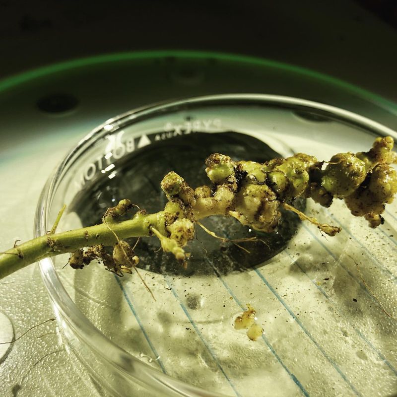 Okra Plants With Root-Knot Nematodes