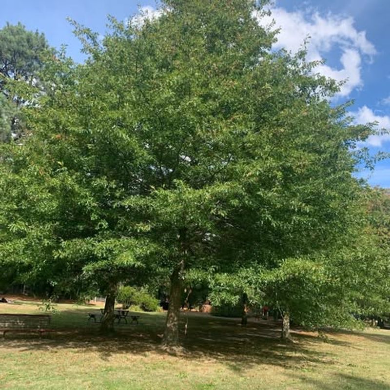 Pin Oak Predicament