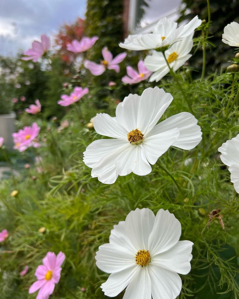 Cosmos