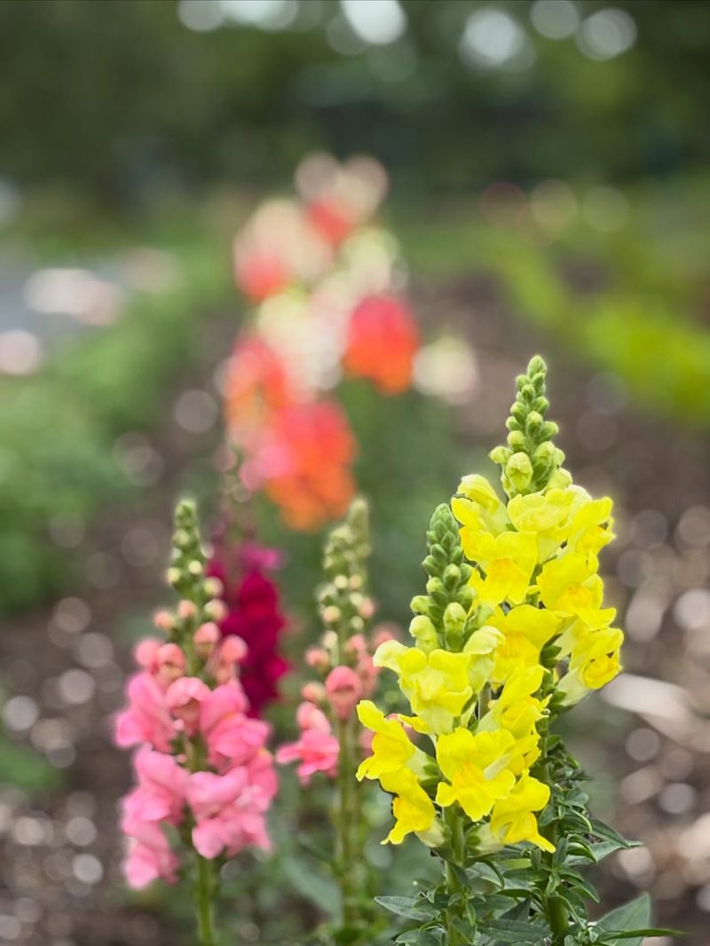 Snapdragons Show Their True Colors
