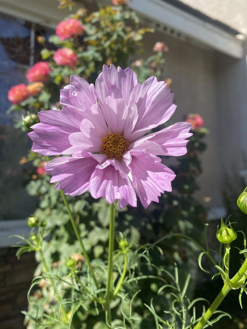 Cosmos