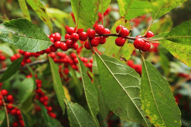 Winterberry Holly