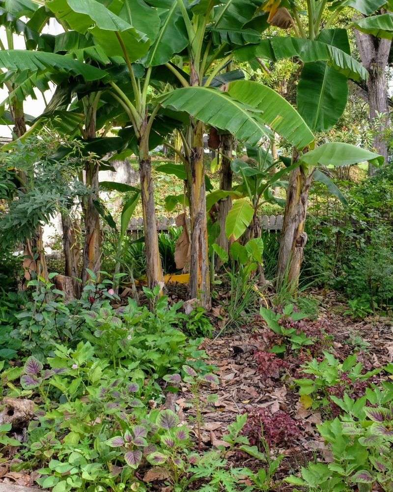 Banana Tree Groves