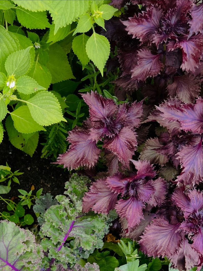 Shiso