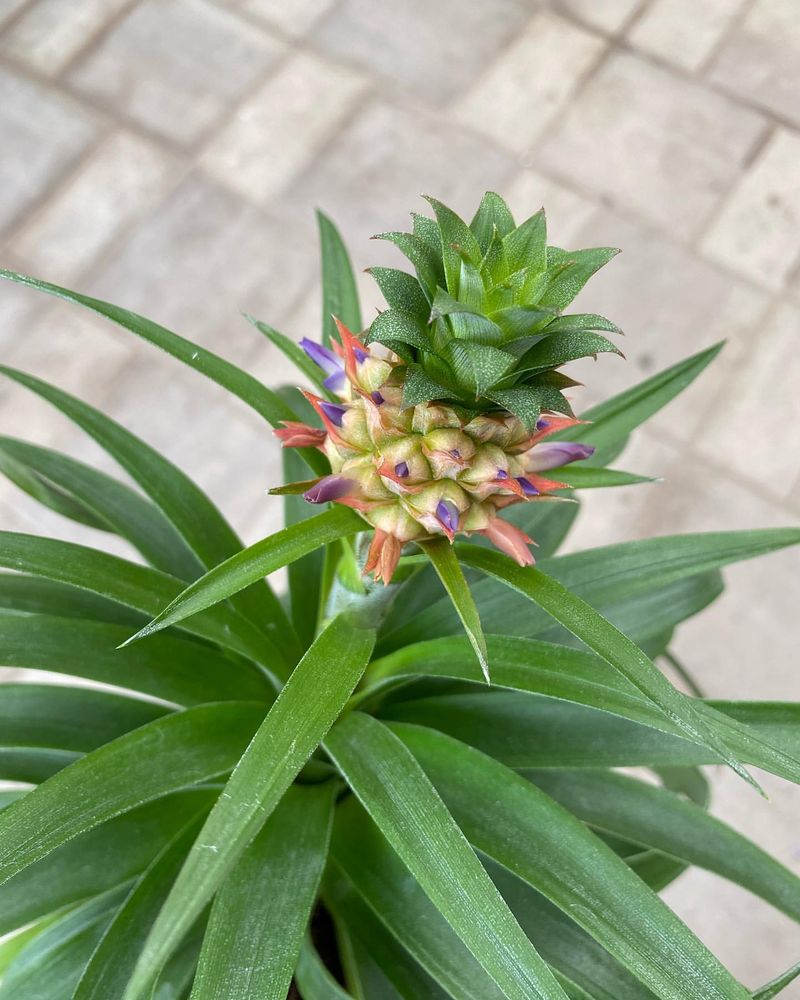 Pineapple Top Plants