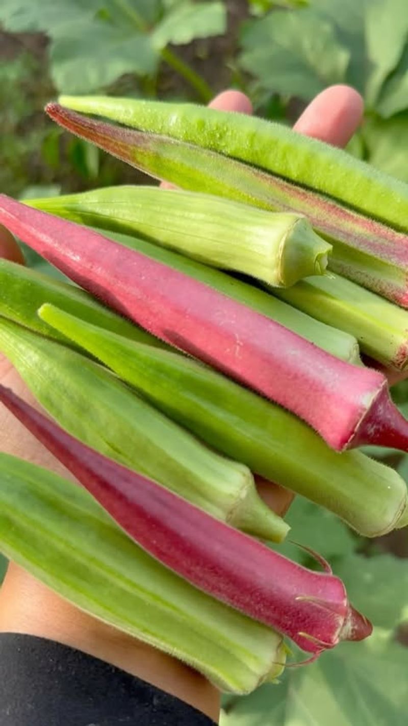 Okra