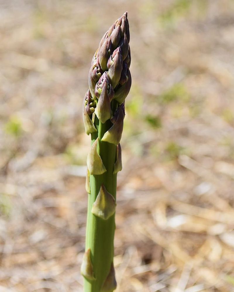 Asparagus
