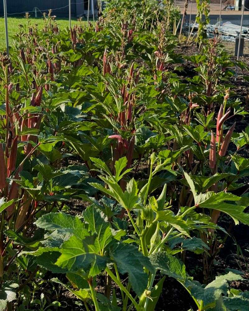 Okra Fence Border