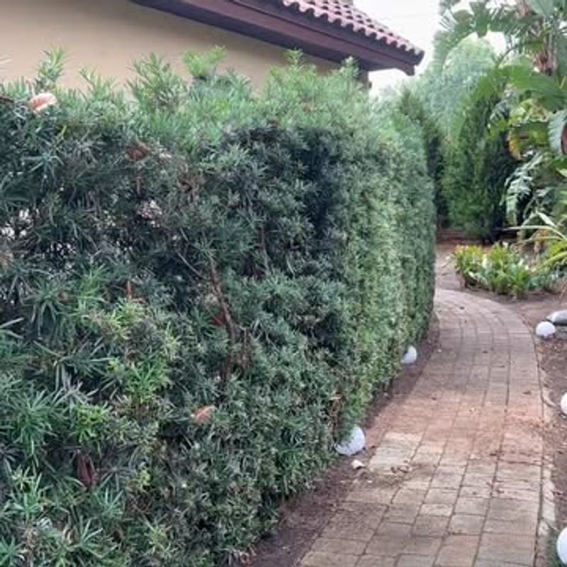 Podocarpus