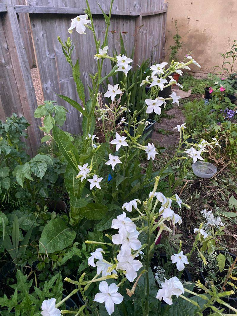 Nicotiana