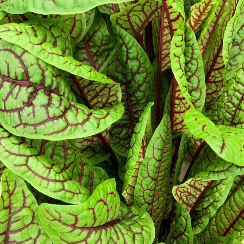 Red-Veined Sorrel
