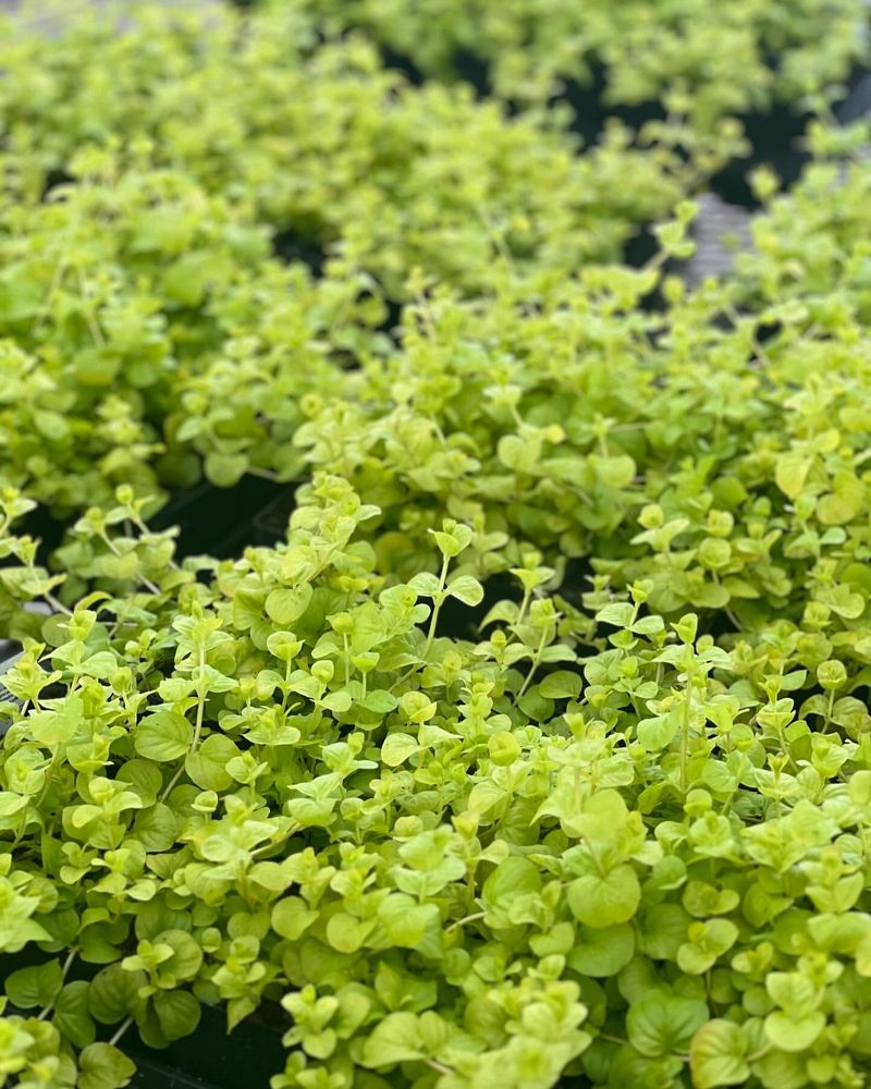 Creeping Jenny - The Golden Cascader
