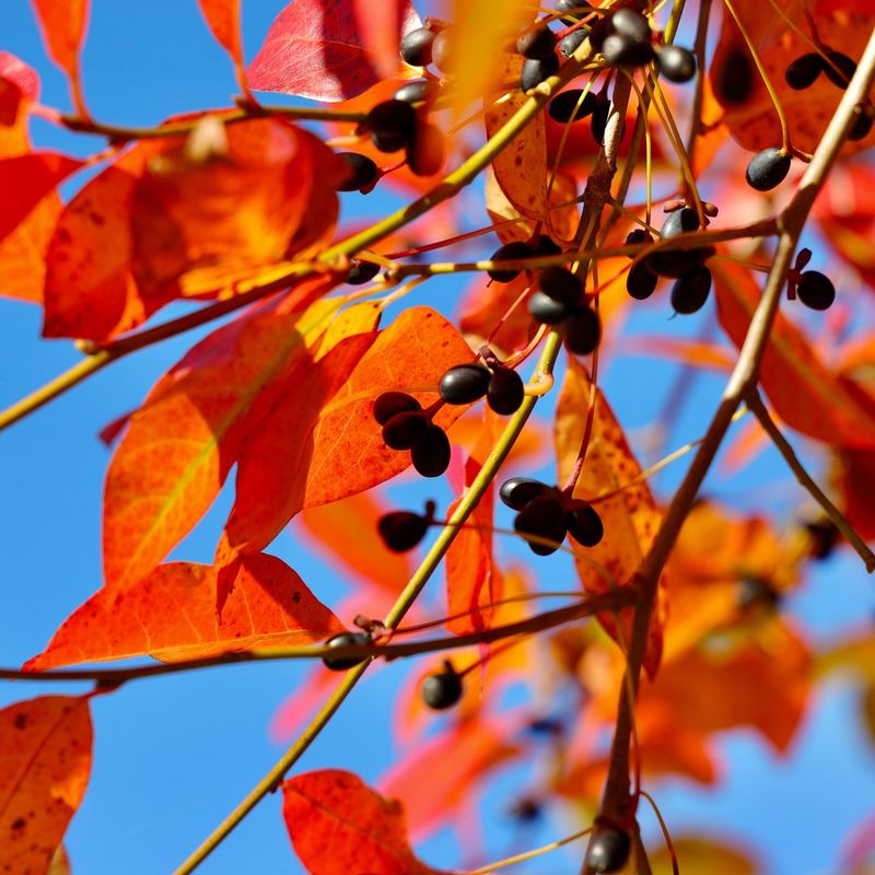 Tupelo Trees for Pollinators and Fruit Eaters