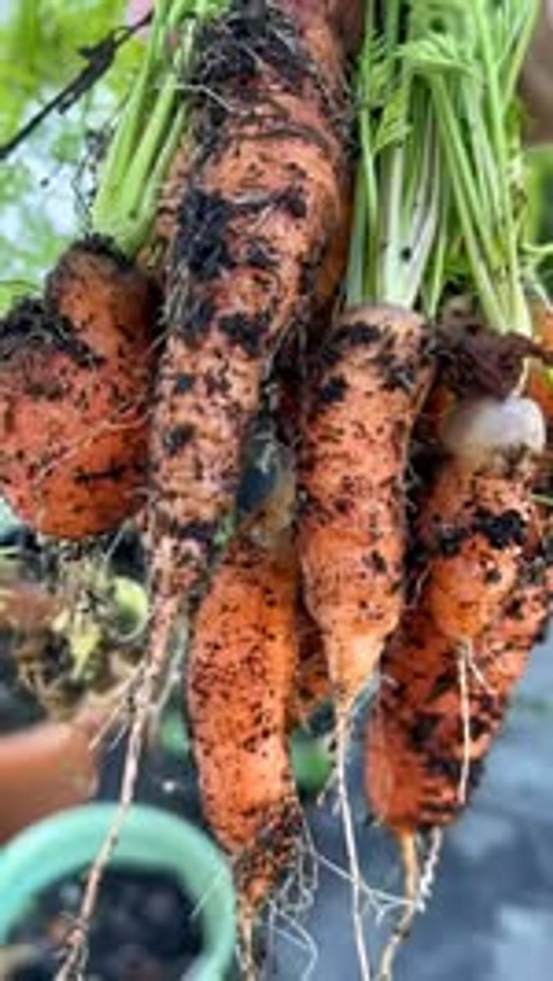Carrots