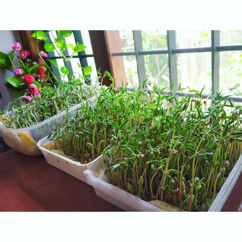 Sprouts
