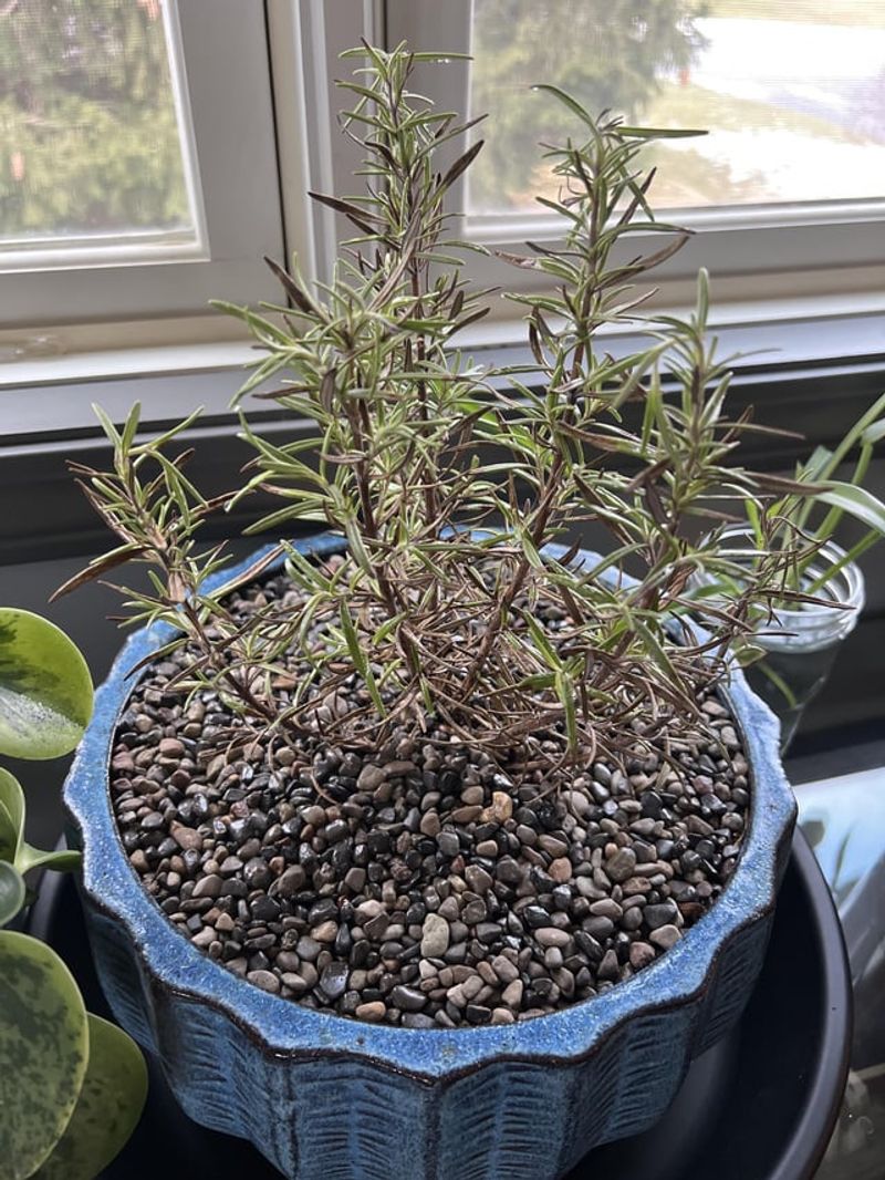 Rosemary