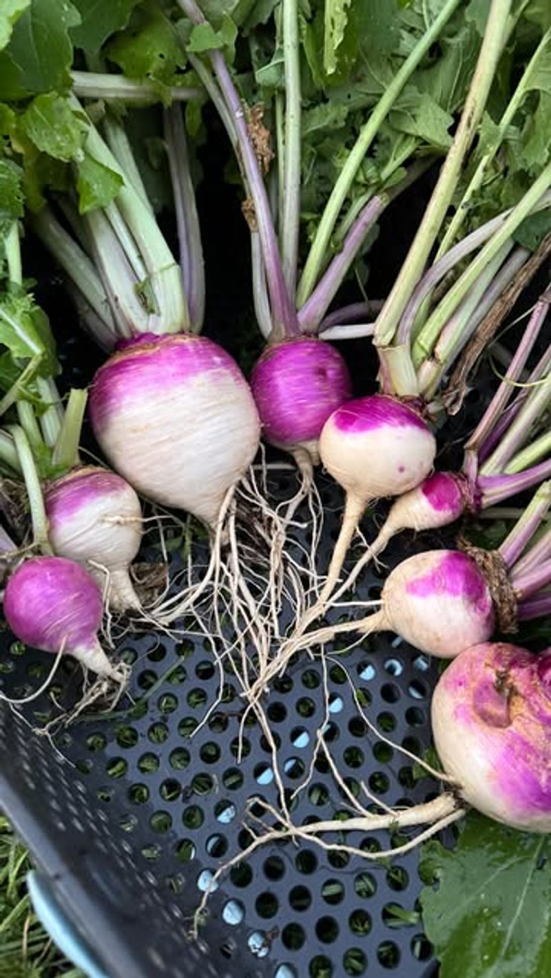 Turnips