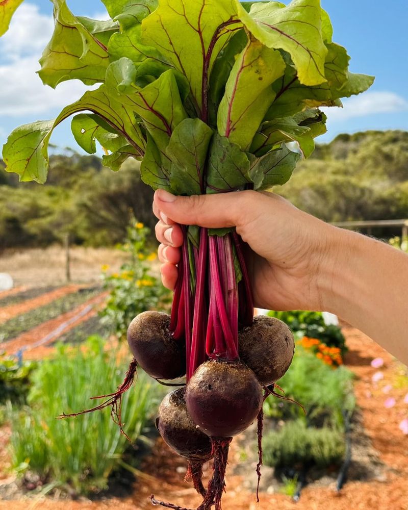 Beets