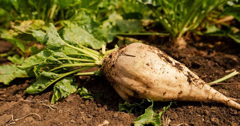 Beets: Dual-Purpose Crop Ready In 50 Days