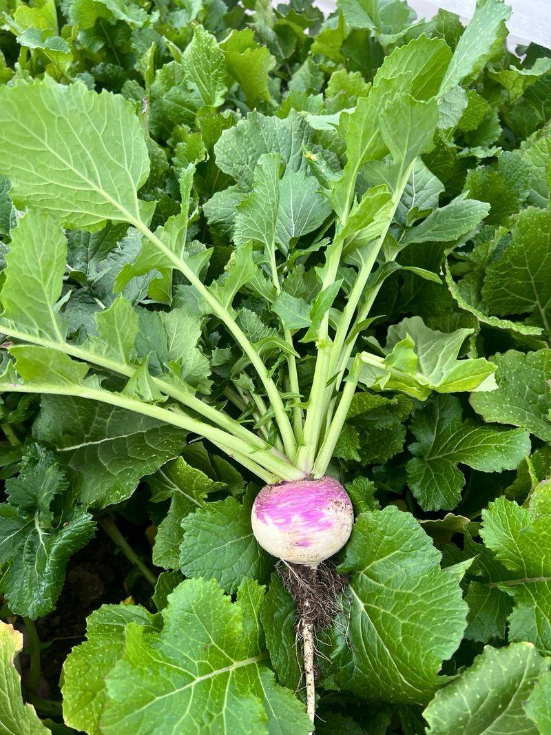Turnips