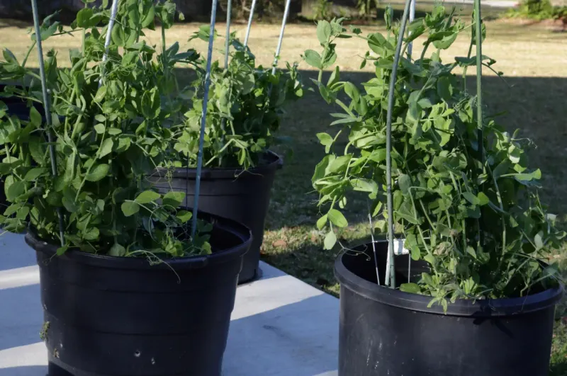 Dwarf Peas