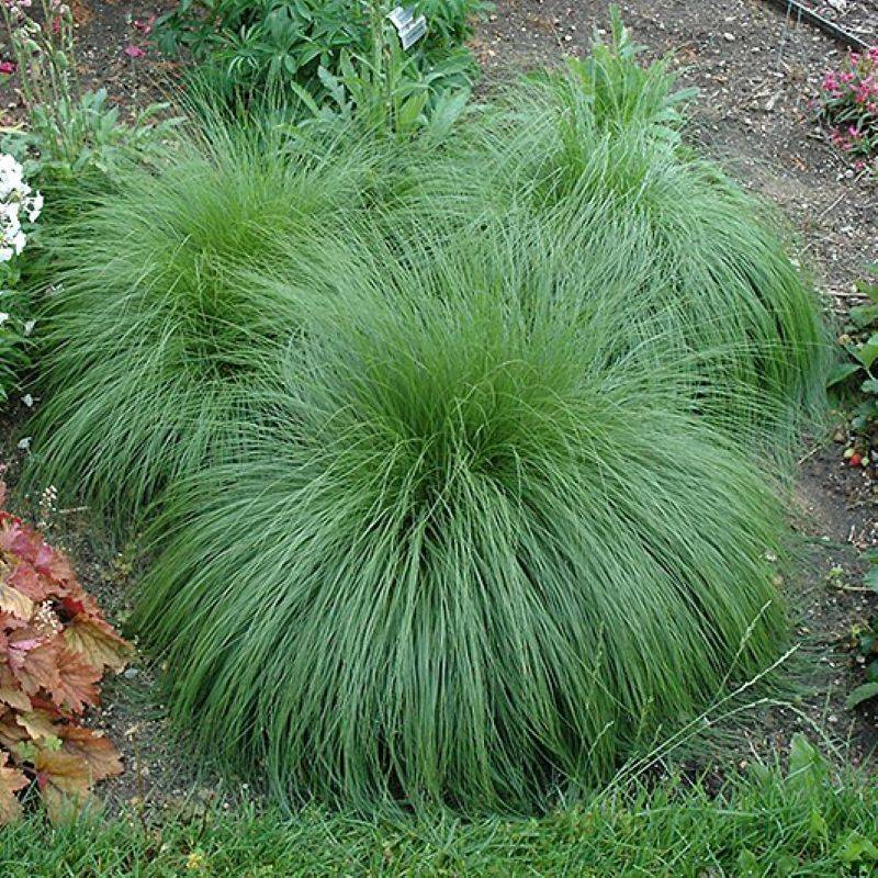 Prairie Dropseed (Sporobolus heterolepis)