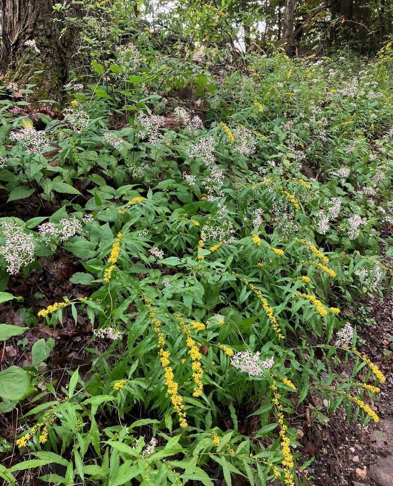 Summersweet (Clethra)