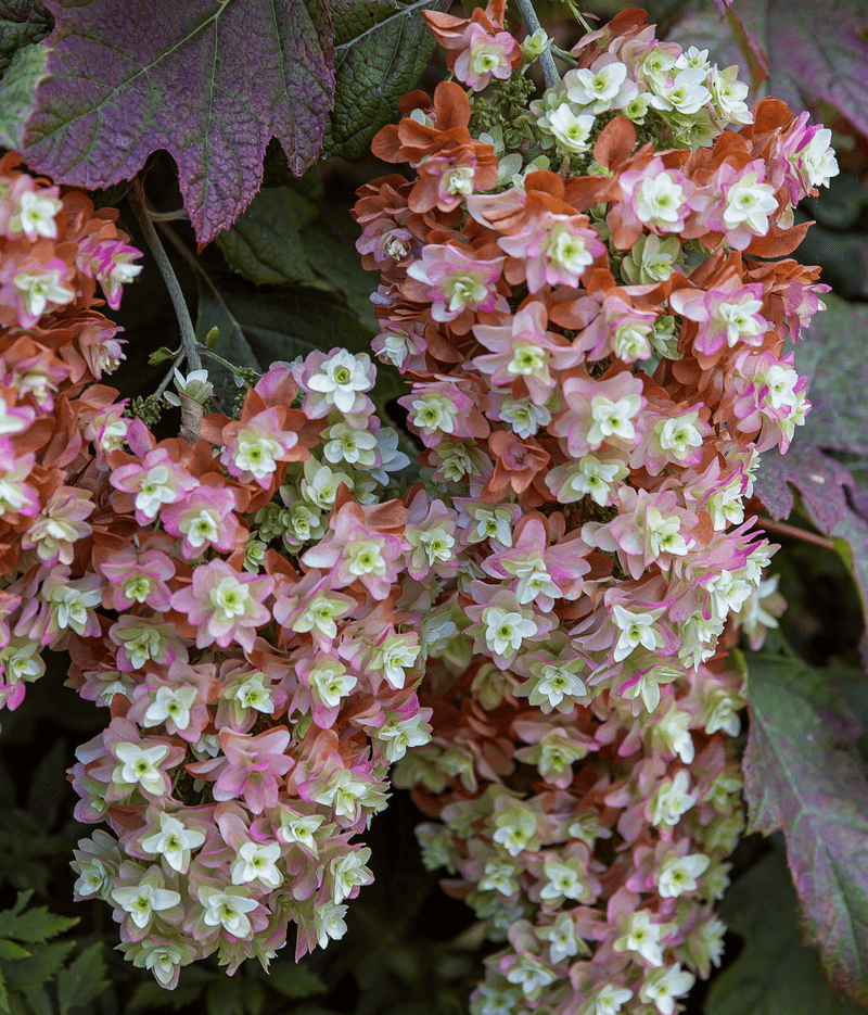 Oakleaf Hydrangea